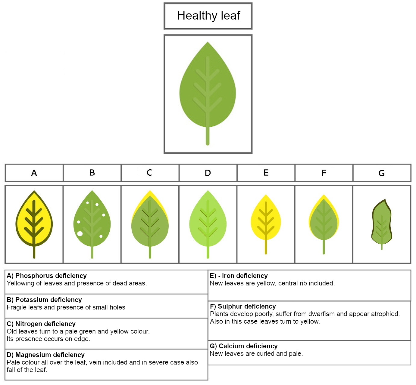 The importance of nutrients and their deficiencies