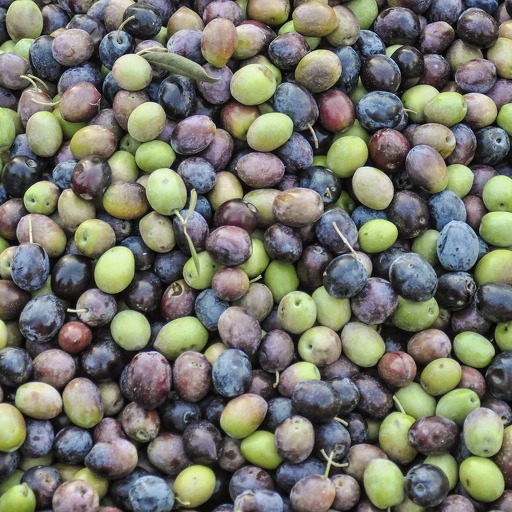 Prodotti per l'olivo